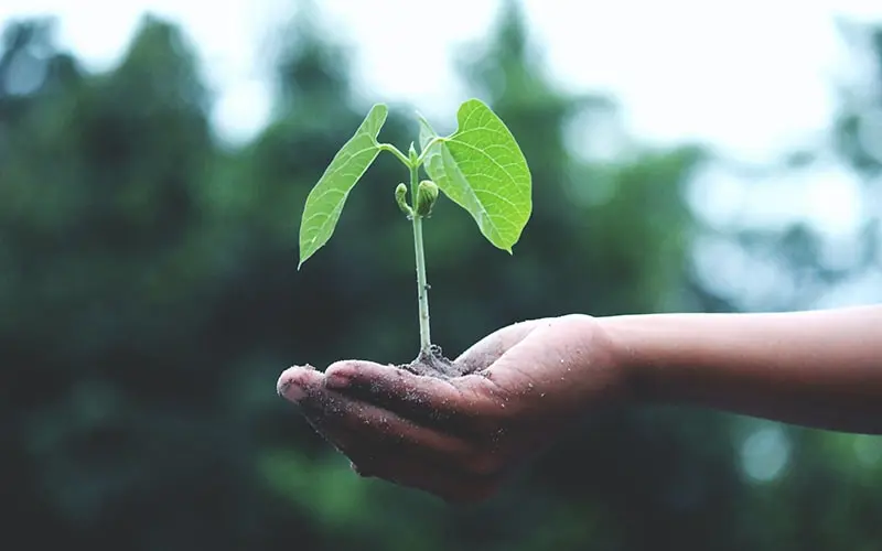 https://www.pexels.com/fr-fr/photo/personne-tenant-une-plante-verte-1072824/